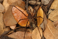 Nanocambridgea gracilipes