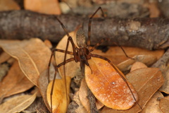 Nanocambridgea gracilipes