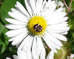 Anthrenus angustefasciatus