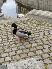 Anas platyrhynchos