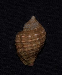 Cymatiidae