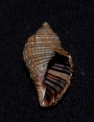 Cymatiidae