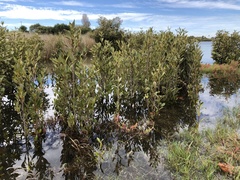 Avicennia marina