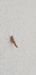 Pyroderces argyrogrammos
