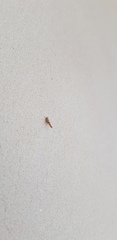 Pyroderces argyrogrammos