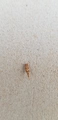 Pyroderces argyrogrammos