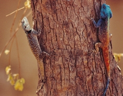 Acanthocercus atricollis