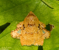 Amorbia rectangularis