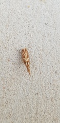Pyroderces argyrogrammos