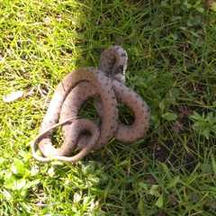 Natrix helvetica sicula