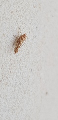 Pyroderces argyrogrammos
