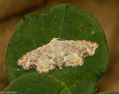 Scolecocampinae