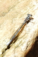 Pseudagrion furcigerum