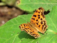 Polygonia c-aureum lunulata