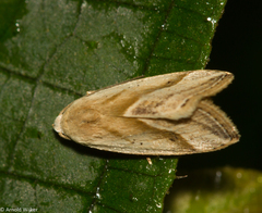 Micrathetis dasarada