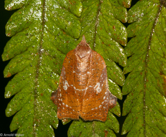 Amorbia curitiba