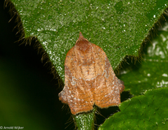 Amorbia curitiba
