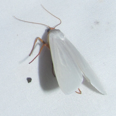 Agylla nivea
