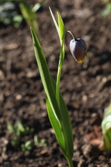Fritillaria uva-vulpis