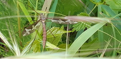 Tipula maxima