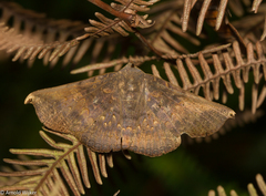 Drepanoperas falcigera