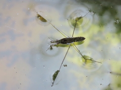 Gerris gracilicornis