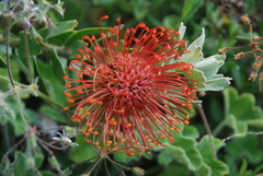 Leucospermum × hybridum