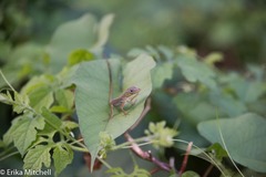 Anolis roquet salinei