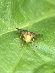 Strauzia longipennis