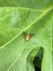 Strauzia longipennis