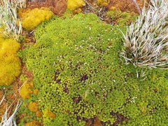 Azorella selago