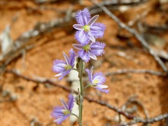 Thysanotus baueri