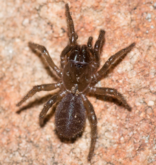 Hadronyche adelaidensis