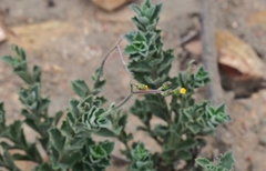 Senecio hirtifolius