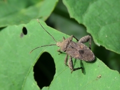Acanthocoris sordidus