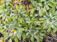 Leptinella plumosa