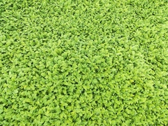 Leptinella plumosa
