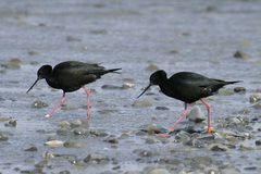 Himantopus novaezelandiae