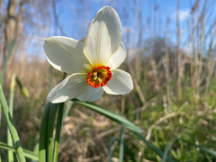 Narcissus