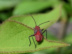 Leptocoris vicinus