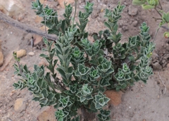 Senecio hirtifolius