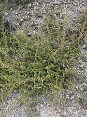 Kunzea tenuicaulis