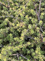 Kunzea tenuicaulis