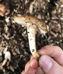 Pholiota brunnescens