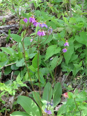 Primula fassettii