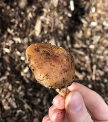 Pholiota brunnescens