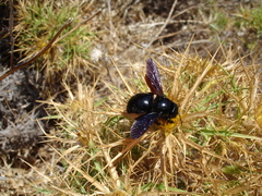 Xylocopa