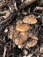 Pholiota brunnescens