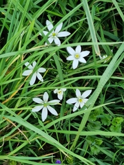 Ornithogalum umbellatum
