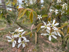 Amelanchier ovalis